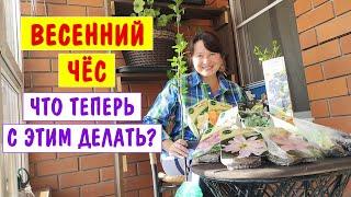 ПОКУПАЛА - радовалась. САЖАЮ - плачу. Как все это теперь хранить?