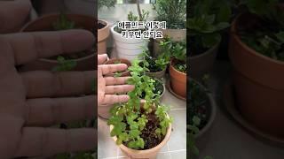 애플민트 이렇게 키우면 안되요 애플민트 잘키울수 있는 방법 꿀팁#applemint#herbs #허브잘키우기
