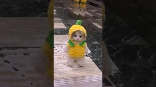 It really seems like a baby. #cute #kitten