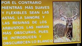 Tierra de Venados ¿Por que hay Venados con astas claras y otros con oscuras?Por: Jesús Moreno Niño.