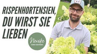 Rispenhortensien DU WIRST SIE LIEBEN