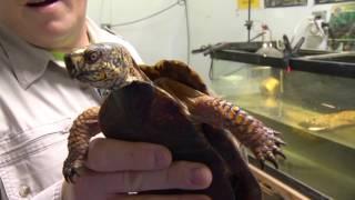 Forgotten Friend Reptile Sanctuary's Super Green Turtle Machine