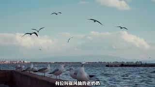 三十多年前昆明是沒有海鷗的，為什麼來過冬的海鷗越來越多？#旅行 #記錄生活 #自駕遊