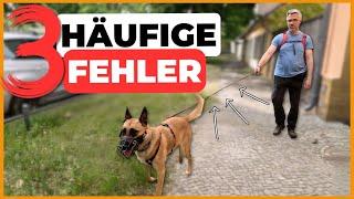 ️Hund Ziehen abgewöhnen – Vermeide diese 3 FEHLER!