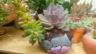 Mini tour to my Cacti & Succulents Collection - Part 1/2 | Jura's Garden