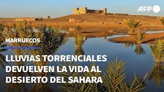 Lluvias torrenciales devuelven la vida al desierto del Sáhara en Marruecos | AFP