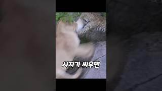 사자와 표범이 싸우면 누가 이길까?