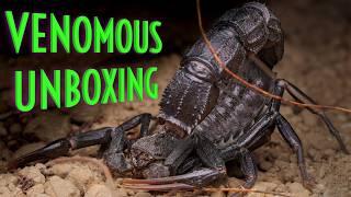 My MOST VENOMOUS Unboxing EVER - Arachnid Rarities