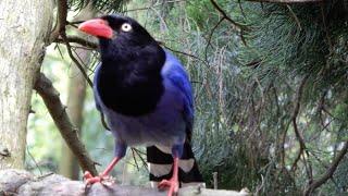 台灣國鳥 - 見證台灣藍鵲的魅力Taiwan Blue Magpie｜宜容居家生活