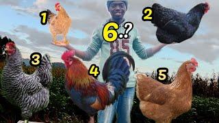 6 Best Breeds For Backyard Chickens (and why they matter)