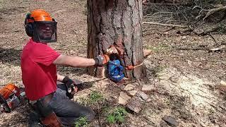 Валка наклоненой сосны // Сложное дерево // Stihl ms661