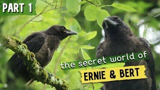 Baby Crows In The Forest  The Secret World Of Ernie & Bert - EPISODE 1 | Nature Film