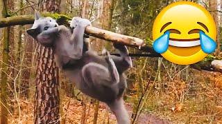 Funniest Cat Fails Compilation - Funniest Cat Videos || PETASTIC 