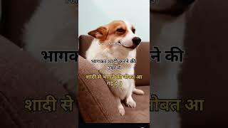 #trendingvideo #viralshort #entertainment #dog #ytshort