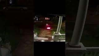دیده شدن چند دلقک بی پدر مادر/