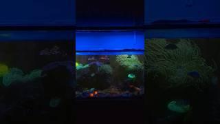 Reef Aquarium Glow Up!!