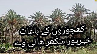 KHAJOOR / DATE FRUIT FARM KHAIRPUR SUKKUR MOOMAL TV