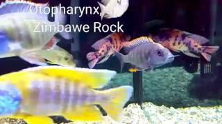 AFRICAN CICHLIDS: 6 Haps You Must Have!