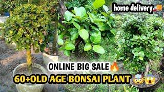 60+OLD AGE BONSAI PLANTS|20%DISCOUNT| ALL INDIA HOME DELIVERY|PLANTS PLATFORM|CONT - 7439673169