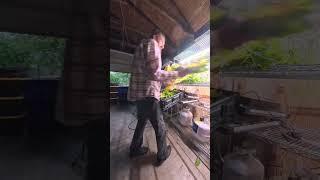 Homegrown Borage Plant Harvest On The Dry Rack #plants