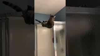 Ошибки года. Домашние животные немного облажались #смешно #юмор #кошки #cat #animals #смешныекошки
