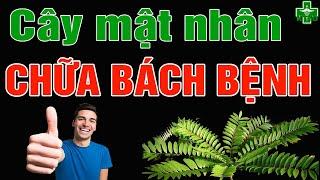 CÂY MẬT NHÂN (Cây Bách Bệnh) Có Tác Dụng Gì? Chữa Bệnh Gì? Cách Sử Dụng | Kiến Thức Y Dược