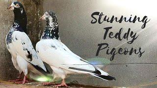 High Flying Teddy Pigeons in Pakistan - Teddy Kabootar