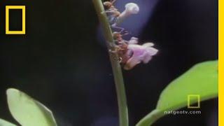 Leafcutter Ants | National Geographic