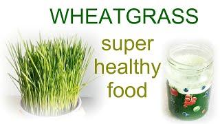 Wheatgrass. Video relaxation. АСМР