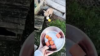 Carrot or candy with us cute rabbit