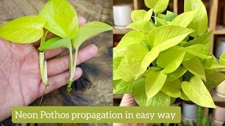 Grow Neon Pothos faster using this process very easy method