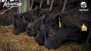 See inside the ABP demo beef farm in Co. Carlow