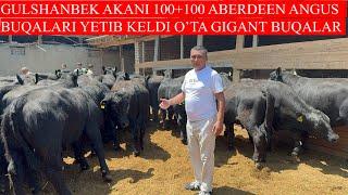 GULSHANBEK AKANI 100+100 GIGANT ABERDEEN ANGUS BUQALARI YETIB KELDI O’TA BAQUVVAT BUQALAR