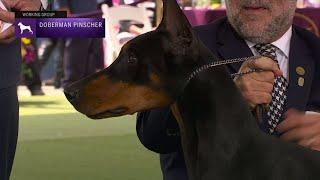 Doberman Pinschers | Breed Judging 2023