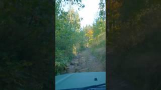 Jimny roaming Romania's forests #offroad #suzuki