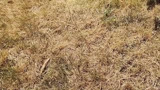 Is our yard dry?