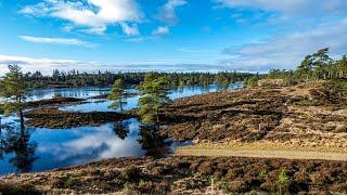 Syvårssøerne i Frederikshåb plantage DK