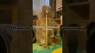 Именно так я выгляжу ночью у холодильника  #милота #кролик #минор #декоративныйкролик