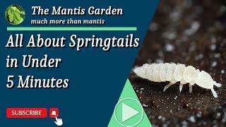 All About Springtails in Under 5 Minutes