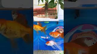 This small ornament can not only keep fish and flowers together #aquascapegallery #fishaquarium #diy