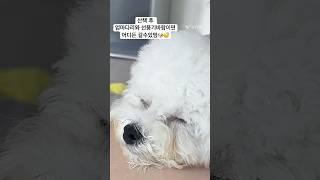 넉다운되서 바람에 날리는 김꾸꾸(머리) #미니비숑 #강아지일상 #shorts #bichonfrise #잠자는강아지 #귀여운영상