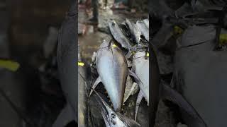 Yellowfin Tuna| Tuna fish| Fish| fishes #yellowfintuna #tunafish #fish #fishes