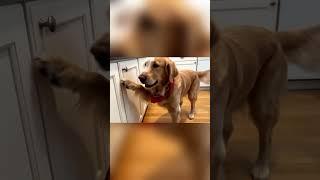  Max Home Alone – Dog Vlog! 