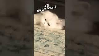 집사 말을 잘들을걸 그랬어 #웃긴고양이 #고양이집사 #고양이일상