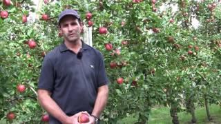 Kalei apples - a grower's experience
