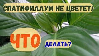  Не цветет спатифиллум? Попробуйте сделать ТО, ЧТО сделала я! 