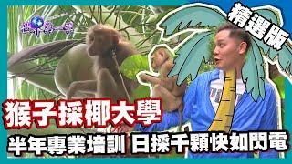 【泰國】猴子採椰大學 日摘 1000 顆快如閃電｜《世界第一等》805集精華版