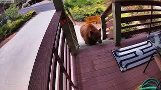 Bear gets nailed by electric mat in pine mountain club