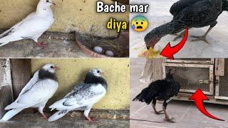 Murgi  kabootari ka anda kha gai  Bache mar gae 