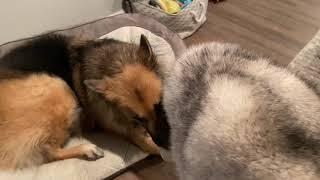 Stubborn Husky steals Shepherd's bone and refuses to let go